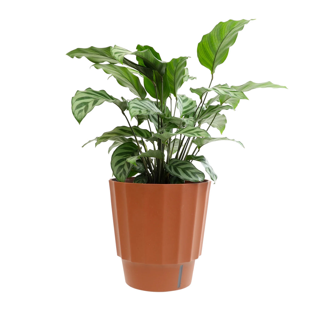 6in Calathea Plant in Self Watering Pot M343350