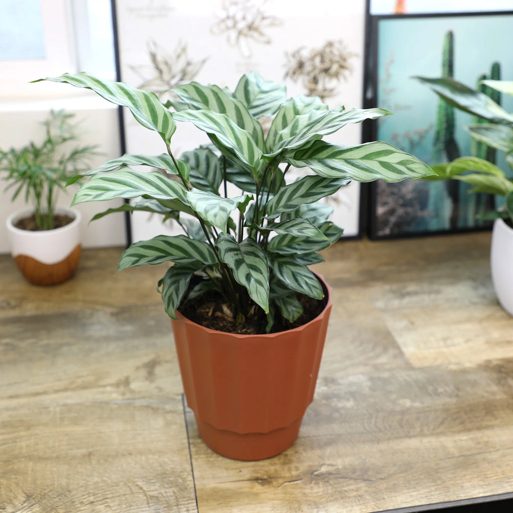 6in Calathea Plant in Self Watering Pot M343350
