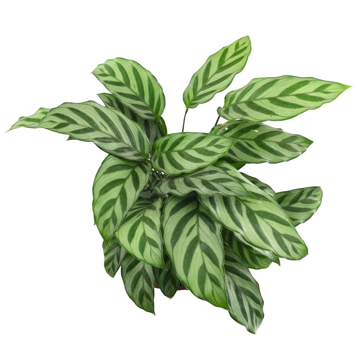 6in Calathea Plant in Self Watering Pot M343350