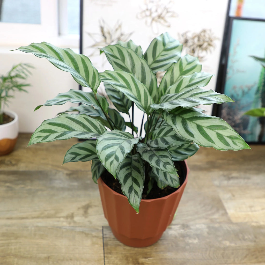 6in Calathea Plant in Self Watering Pot M343350