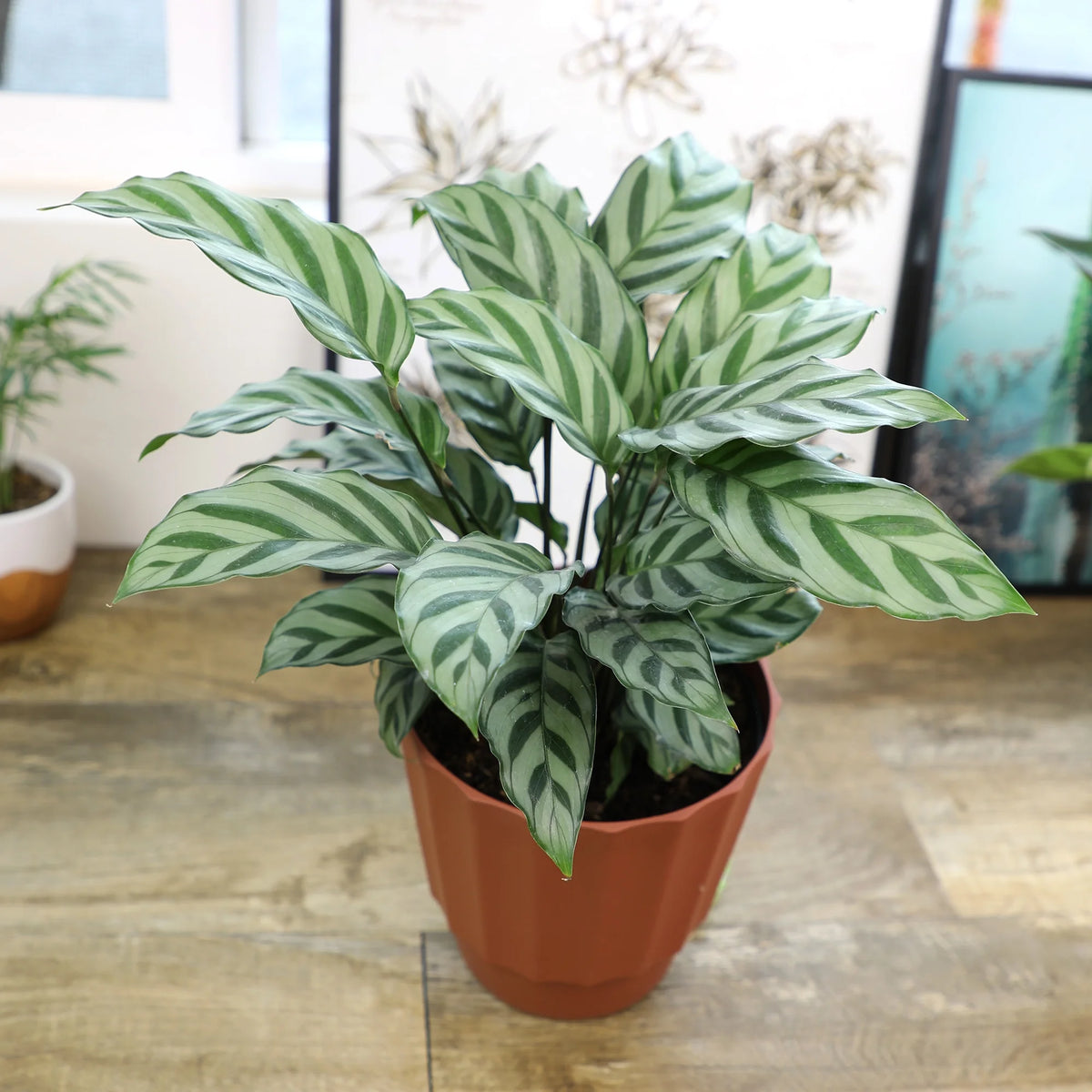 6in Calathea Plant in Self Watering Pot M343350
