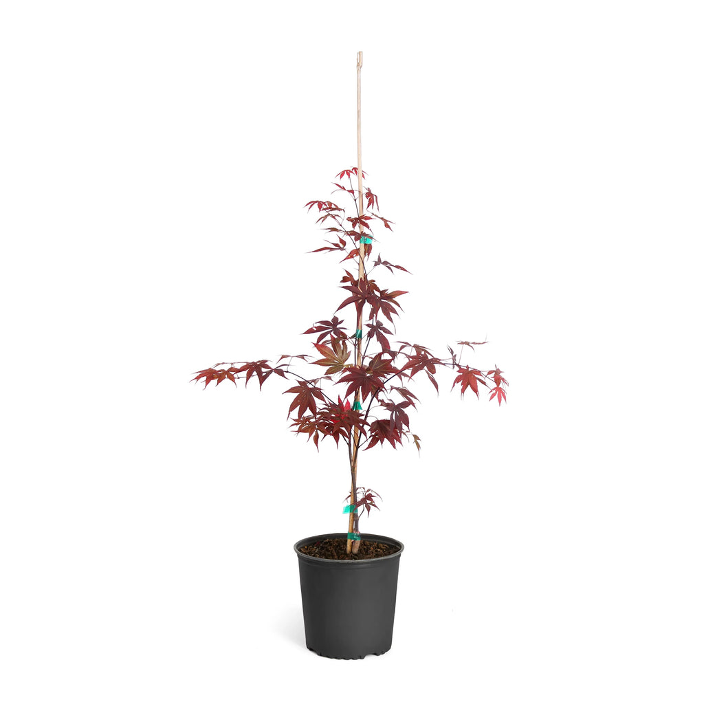 Bloodgood Japanese Maple Tree E494
