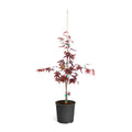 Bloodgood Japanese Maple Tree E494
