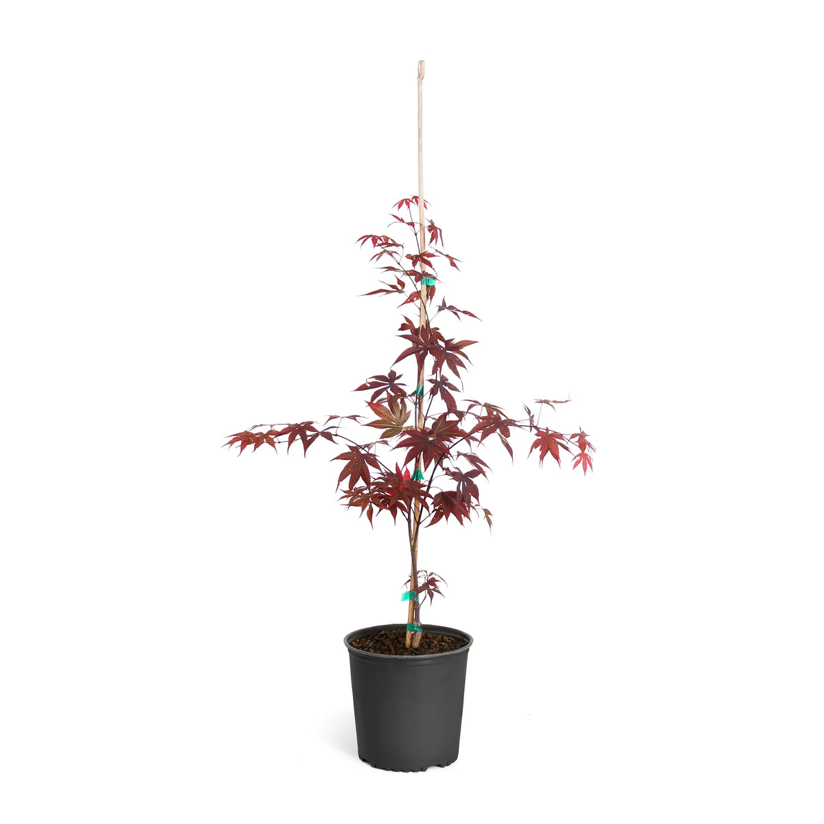 Bloodgood Japanese Maple Tree E494