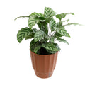 6in Calathea Plant in Self Watering Pot M343350