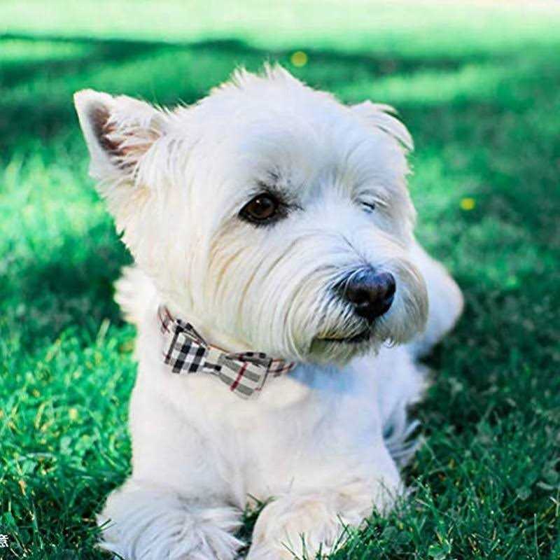 Bow Tie Dog Collar and Leash Set W16718