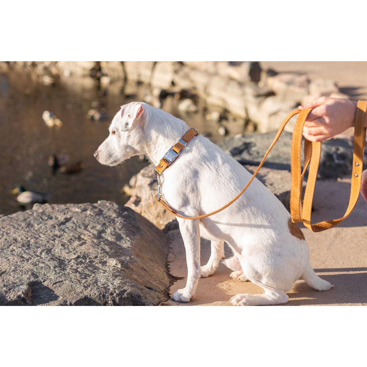 Soft Leather Collar S12193