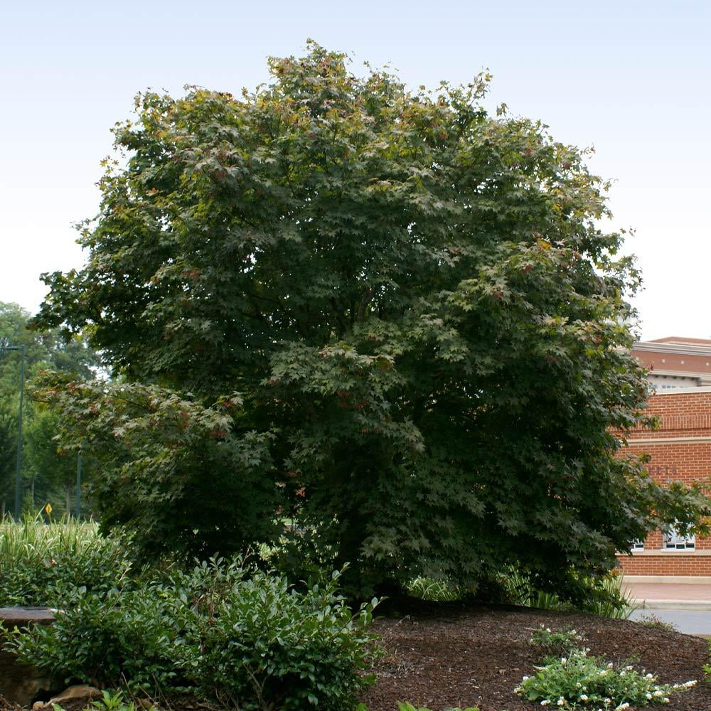 Bloodgood Japanese Maple Tree E494