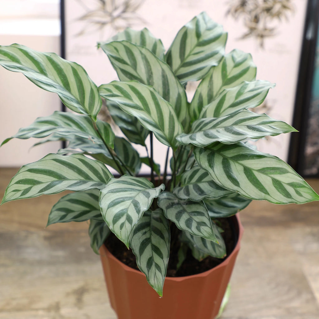6in Calathea Plant in Self Watering Pot M343350