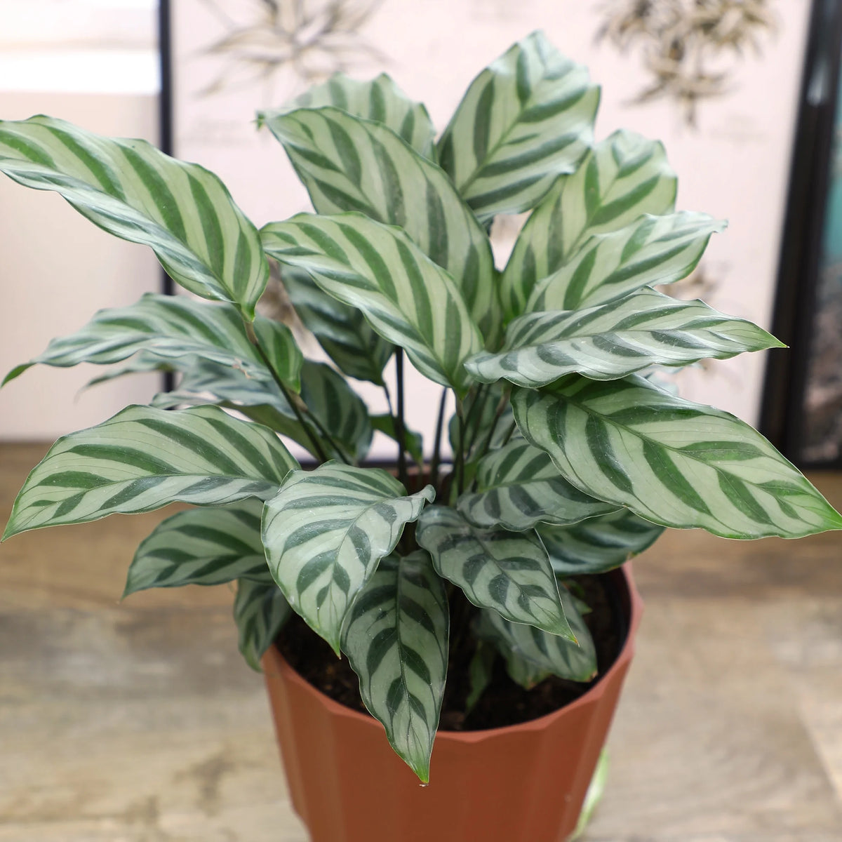 6in Calathea Plant in Self Watering Pot M343350
