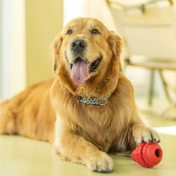 Dog Toy V921