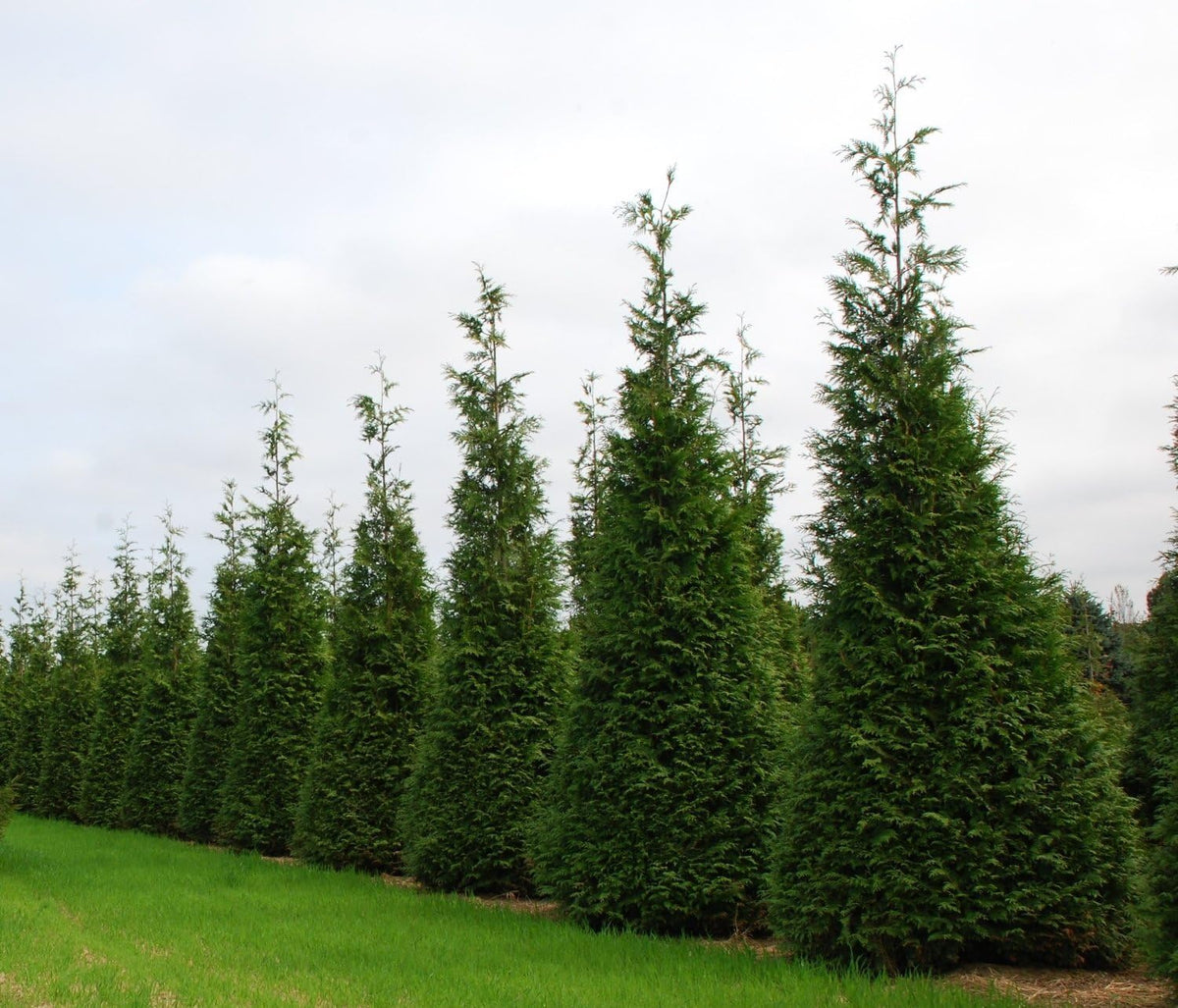 40 Live Trees Evergreen Privacy F48856