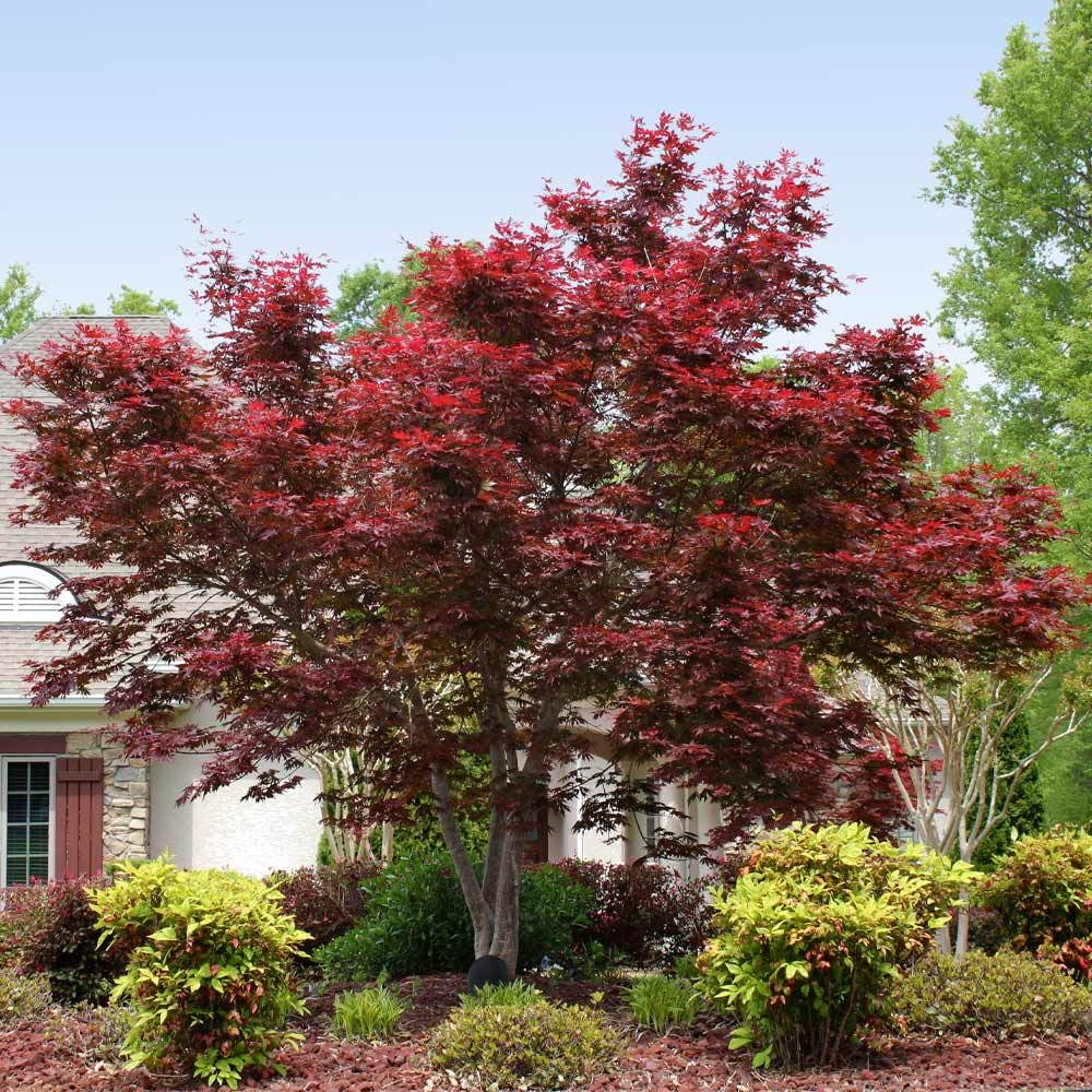 Bloodgood Japanese Maple Tree E494