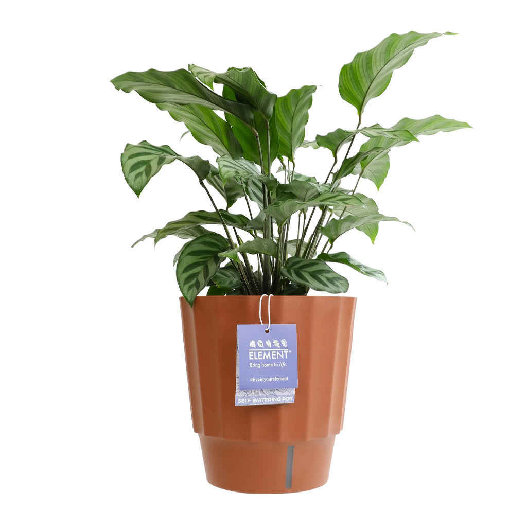 6in Calathea Plant in Self Watering Pot M343350
