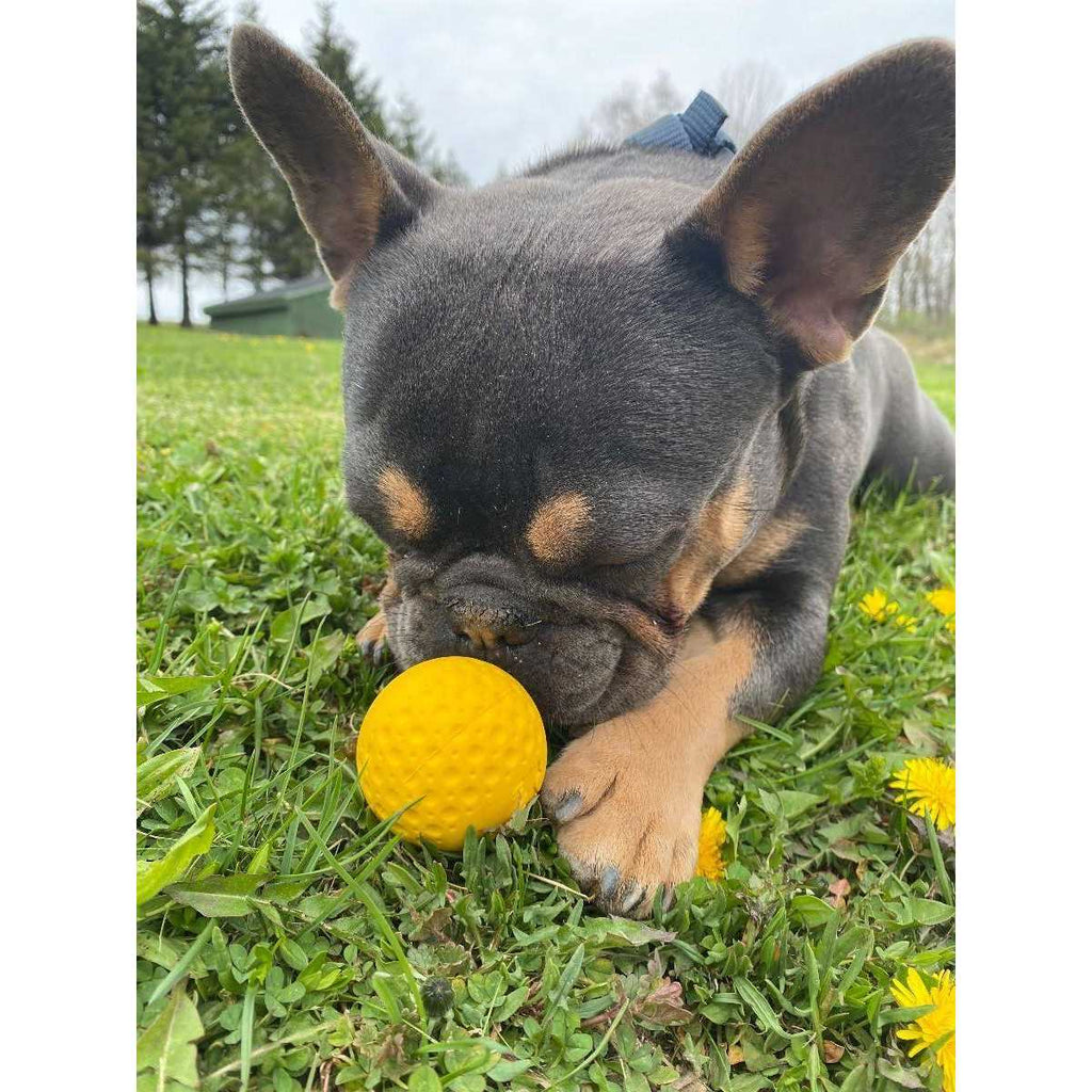 Goat Sport Ball Dog Toy F353