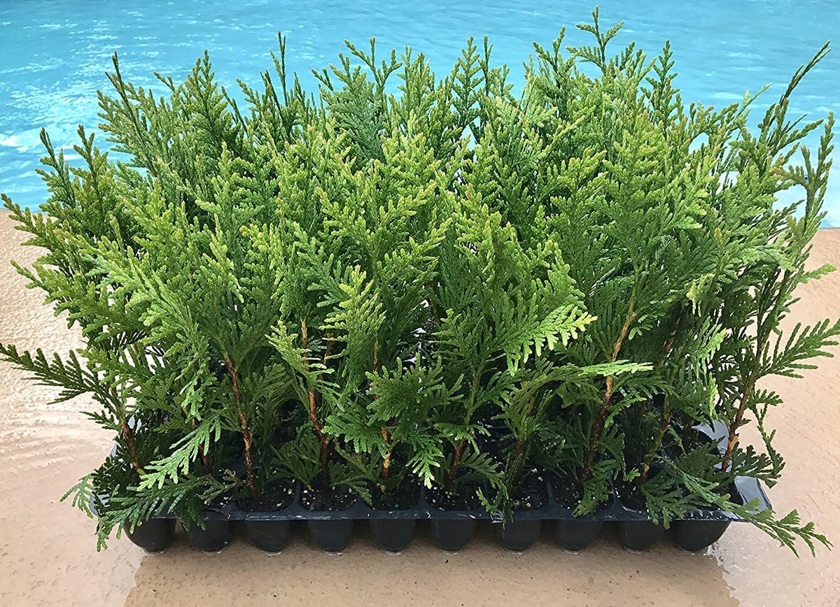 40 Live Trees Evergreen Privacy F48856