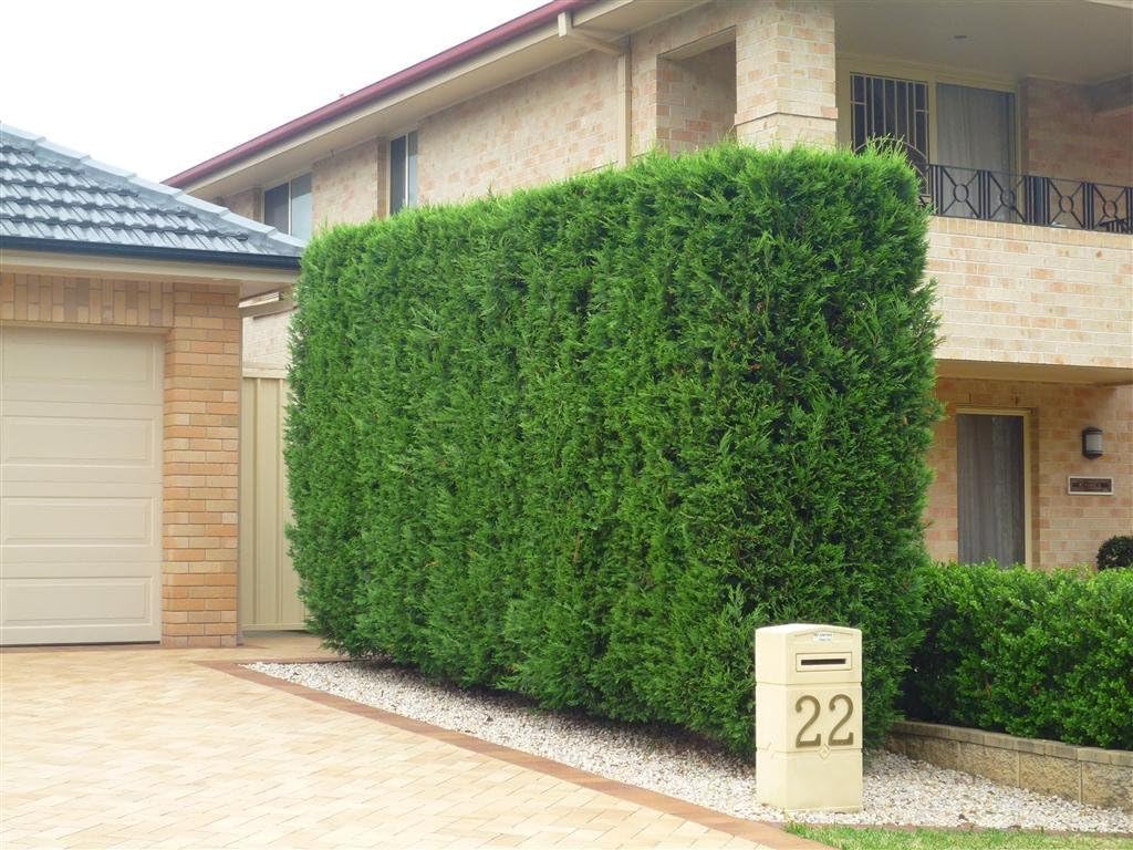 40 Live Trees Evergreen Privacy F48856