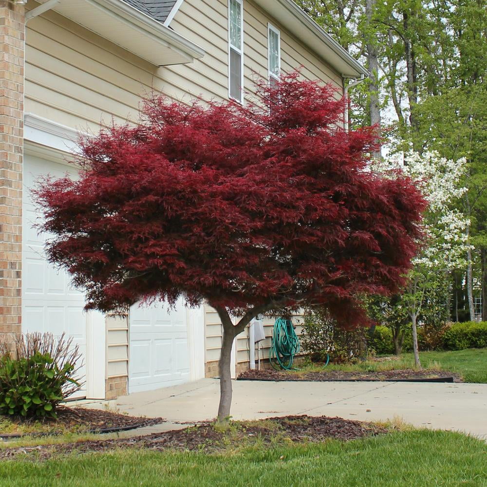Bloodgood Japanese Maple Tree E494