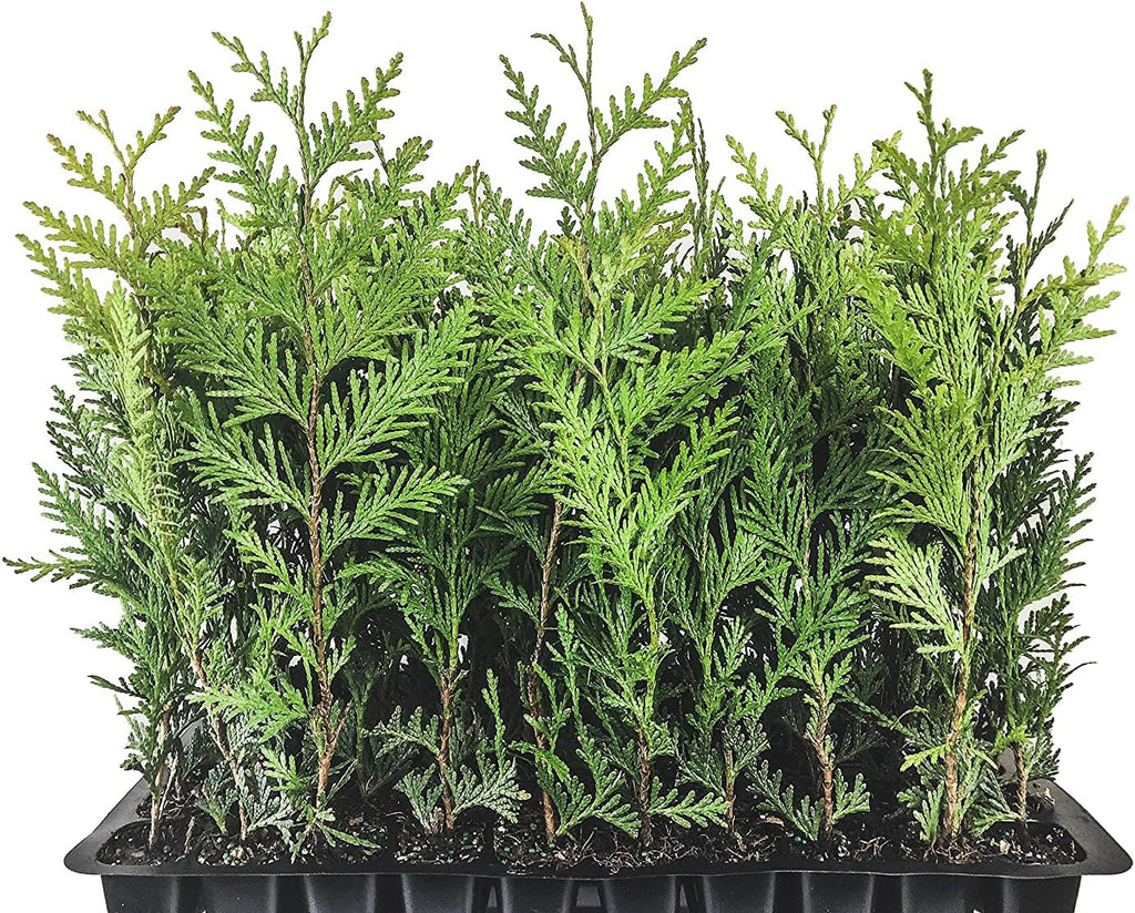 40 Live Trees Evergreen Privacy F48856
