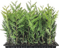 40 Live Trees Evergreen Privacy F48856