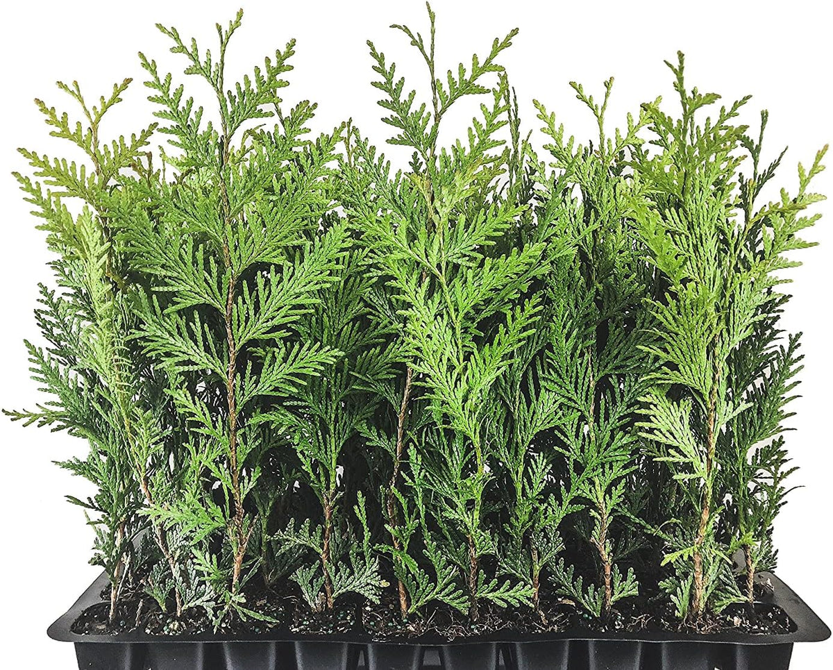 40 Live Trees Evergreen Privacy F48856