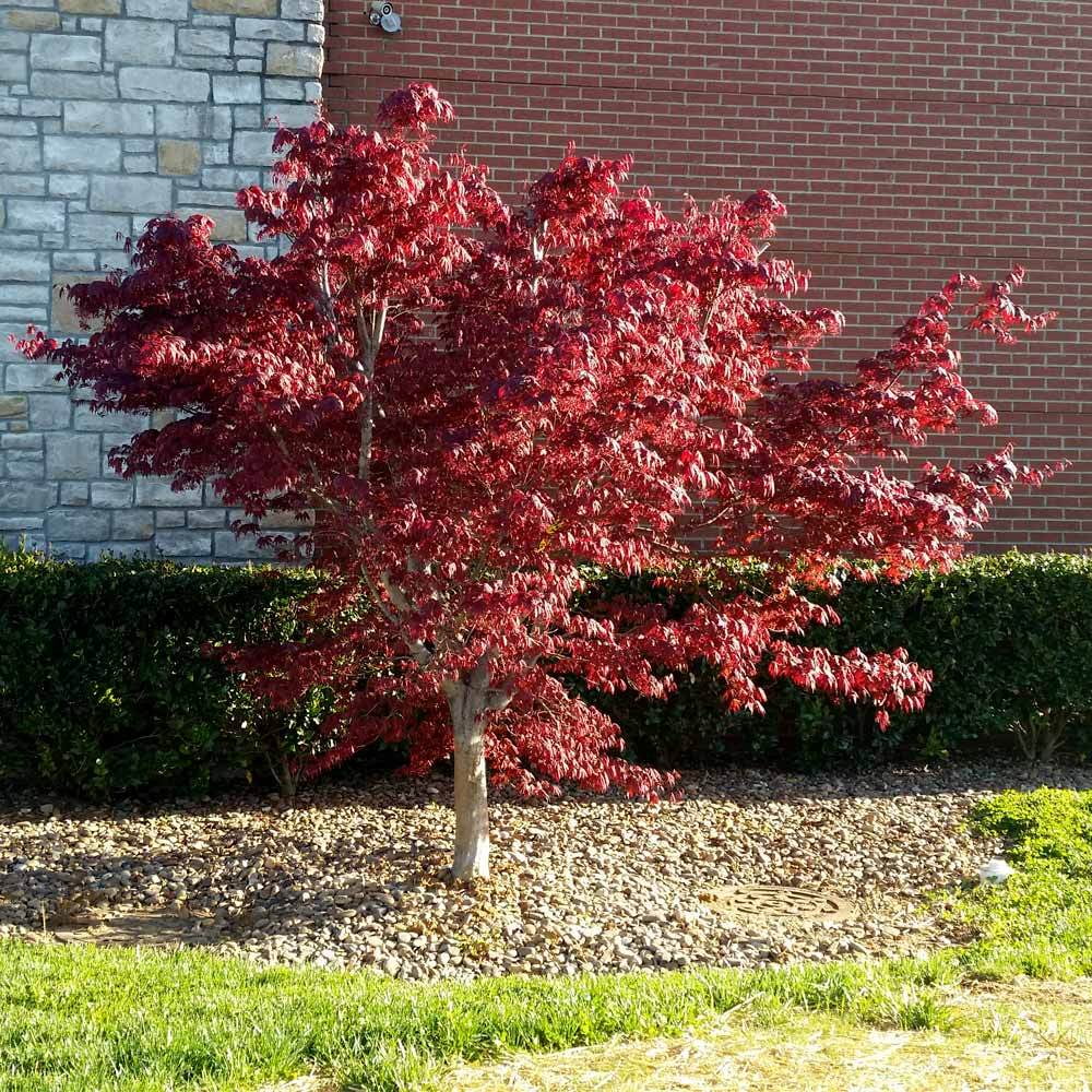 Bloodgood Japanese Maple Tree E494