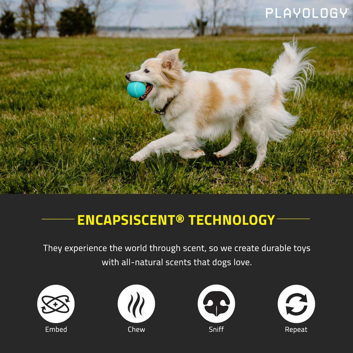 Squeaky Chew Ball Dog Toy L40370