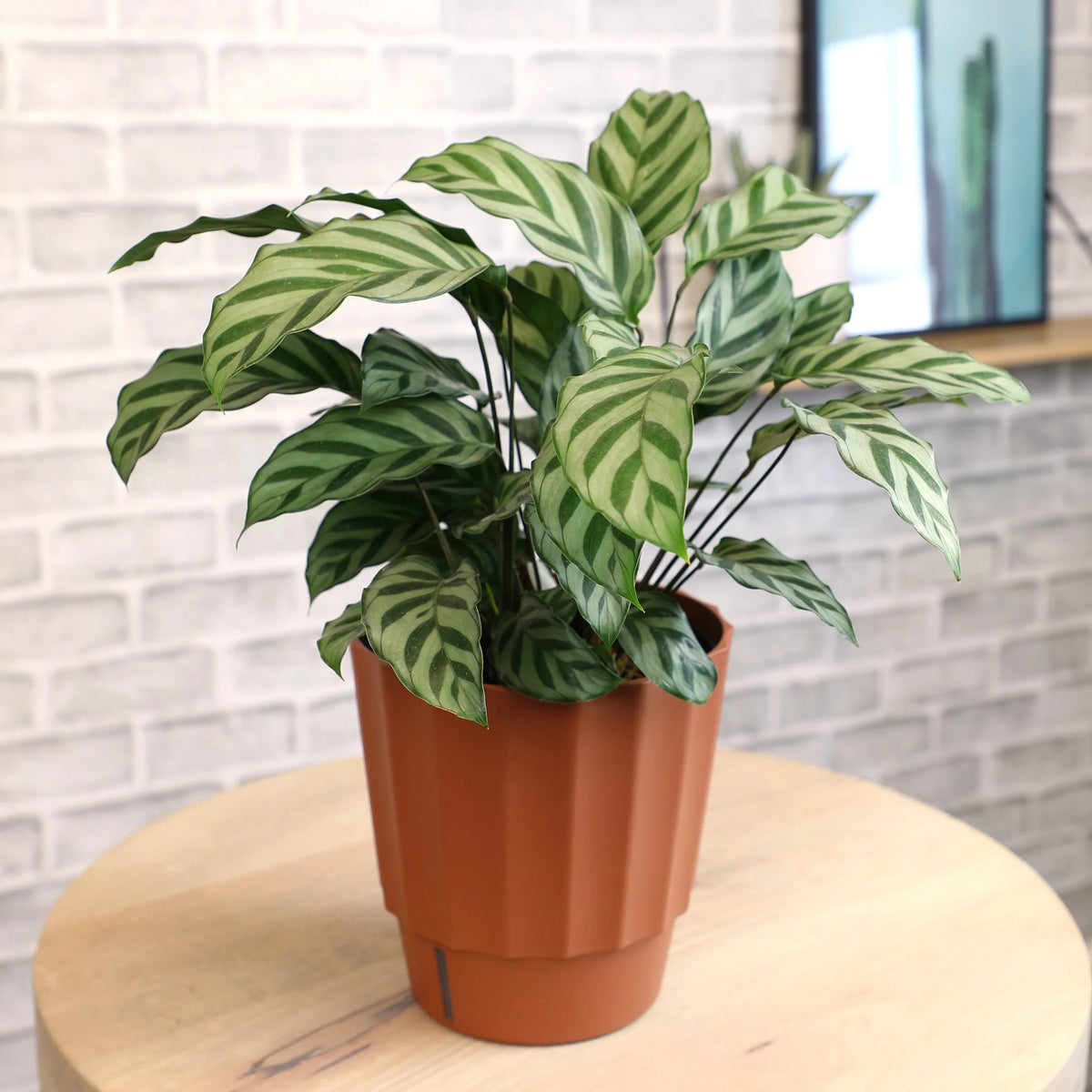 6in Calathea Plant in Self Watering Pot M343350