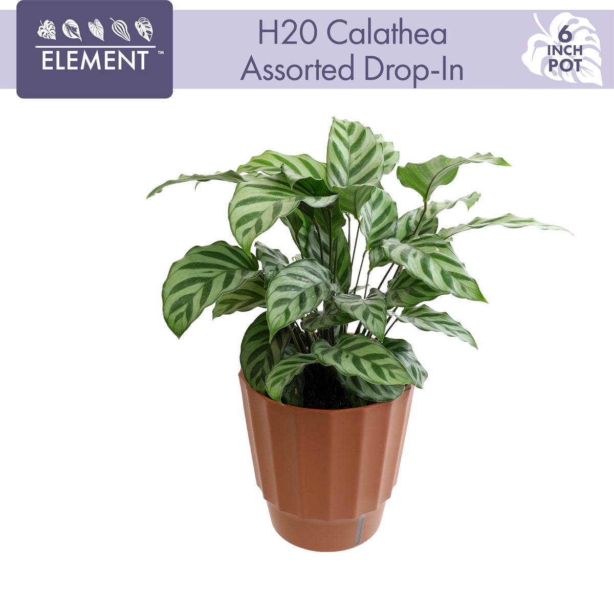 6in Calathea Plant in Self Watering Pot M343350