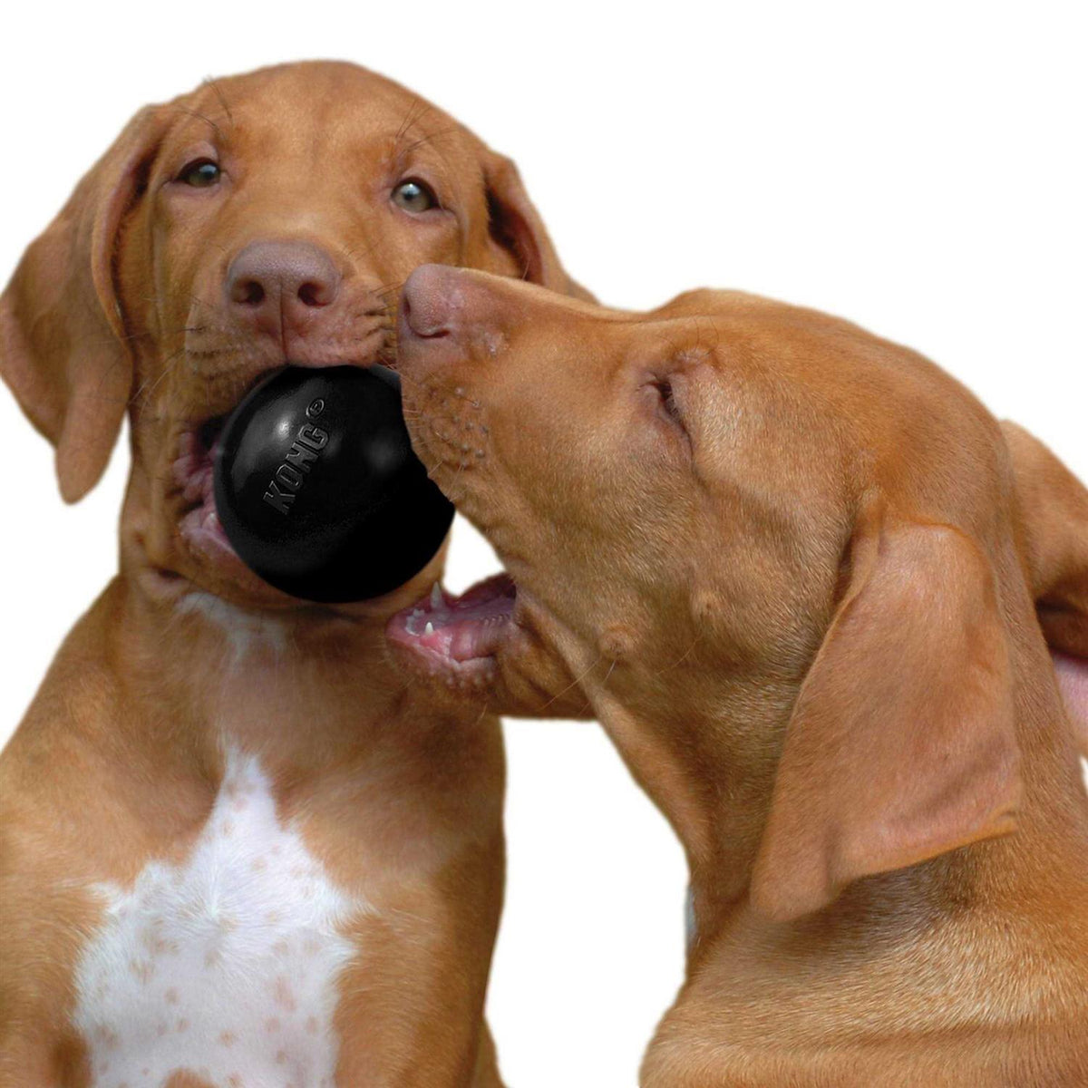 KONG Ball Dog Toy E309