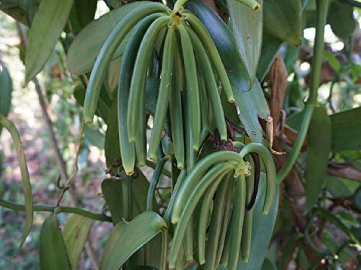 4oz Organic Vanilla Beans Grade A Z439873