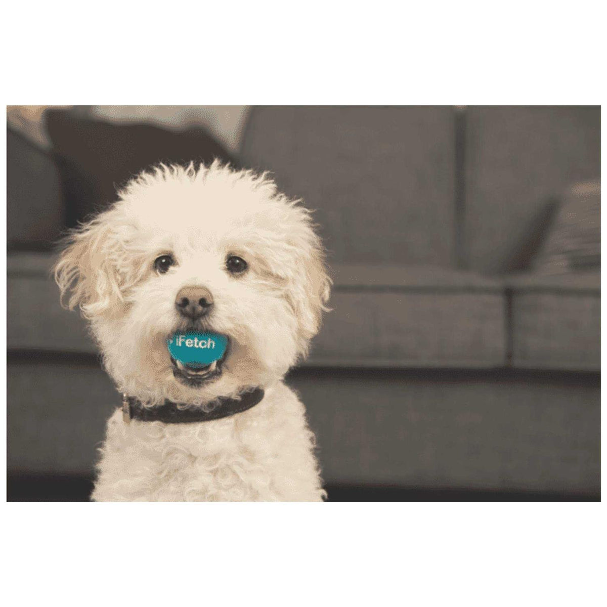 Interactive Dog Ball Launcher K53999